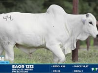 Lote 44