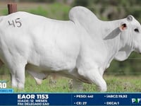 Lote 45