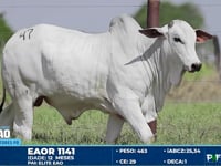 Lote 47