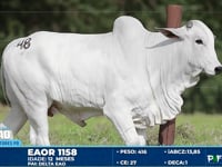 Lote 48