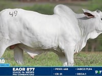 Lote 49