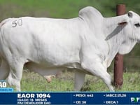 Lote 50