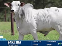 Lote 51