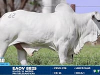 Lote 62