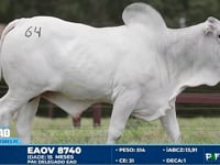 Lote 64