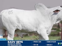Lote 65