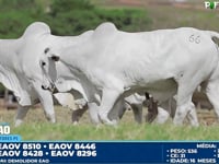 Lote 66