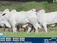 Lote 69