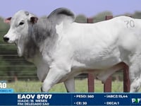Lote 70