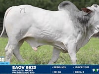 Lote 71
