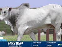 Lote 72