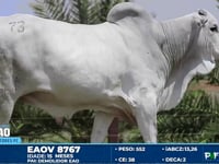 Lote 73