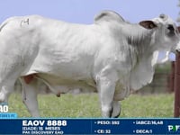 Lote 74