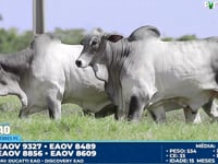 Lote 75