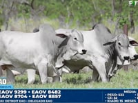 Lote 76