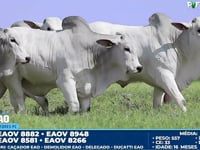 Lote 78