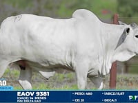 Lote 79