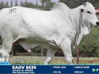 Lote 80