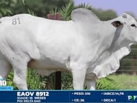 Lote 81
