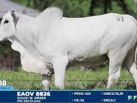 Lote 61