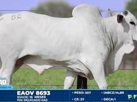 Lote 82