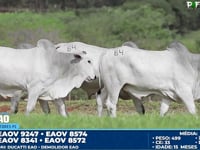 Lote 84