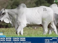 Lote 86