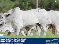 Lote 87