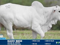 Lote 90