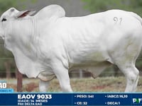 Lote 91