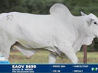 Lote 92