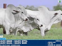Lote 94