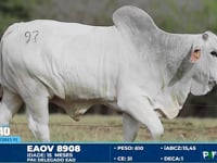 Lote 97