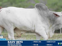 Lote 98