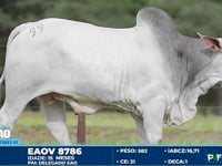 Lote 99