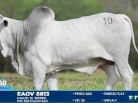 Lote 100