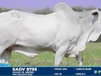 Lote 106