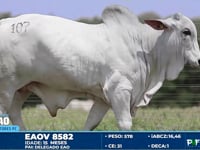 Lote 107