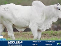 Lote 109