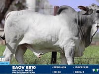 Lote 111