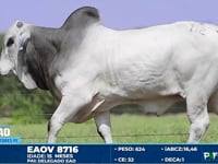 Lote 112