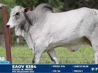 Lote 113