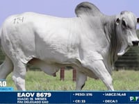 Lote 114