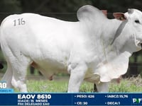 Lote 116