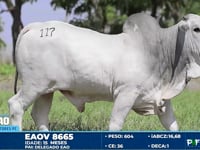 Lote 117