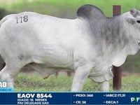 Lote 118