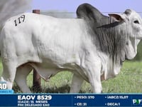 Lote 119