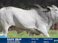 Lote 120