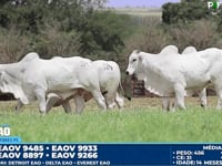 Lote 124