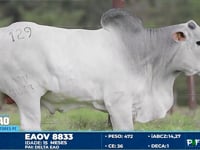Lote 129